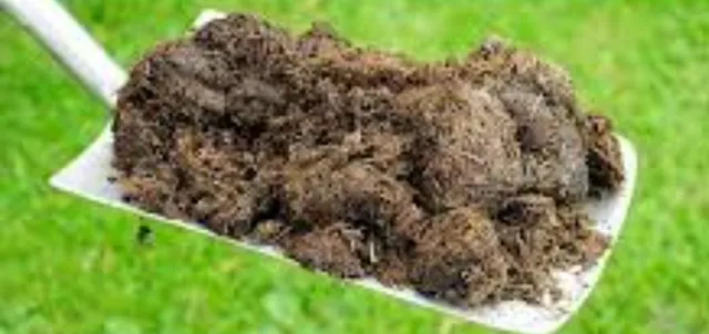 Adubo orgânico 