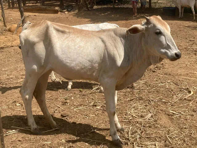 Vaca e bezerras 
