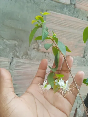 Plantas frutíferas 