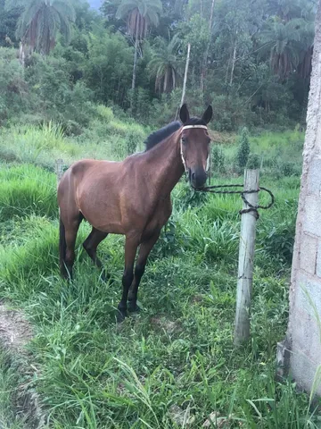 Cavalo marcha picada 