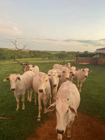 Lote com 10 novilhas 