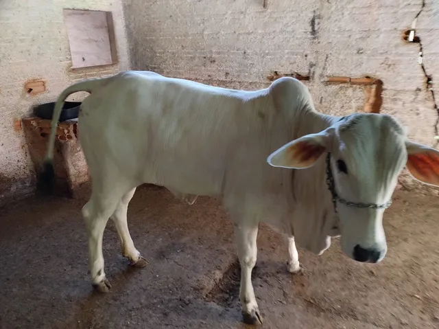 Raça: nelore