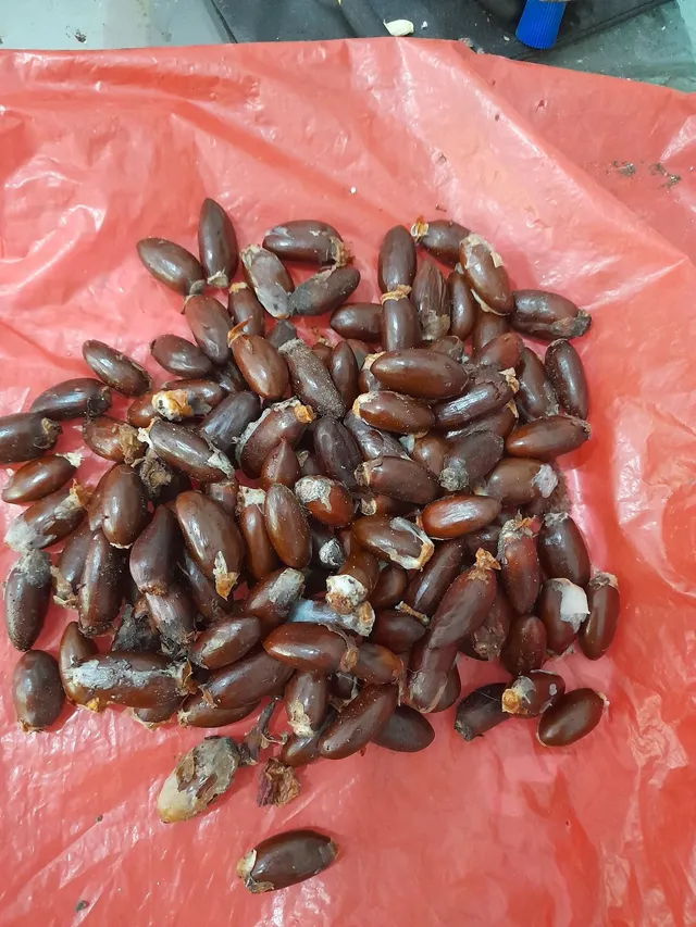 Doando Sementes de Lichia