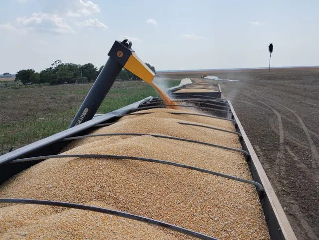 Milho e Sorgo a Granel Carga Fechada.