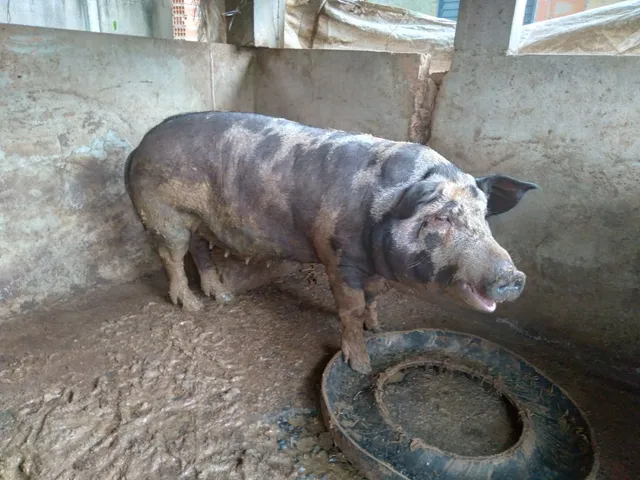 Vendo