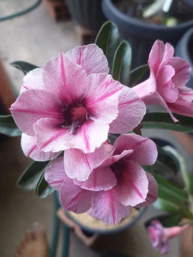 Rosa do deserto 