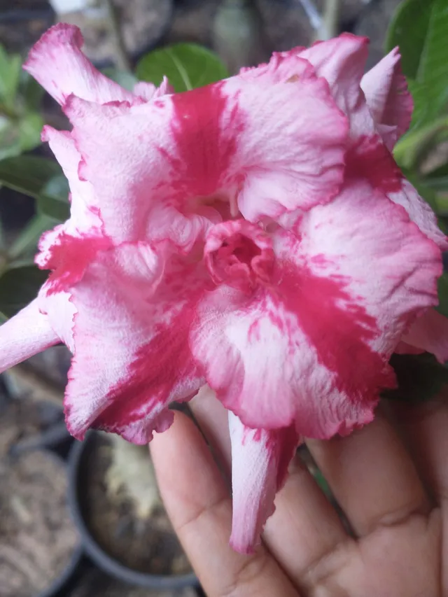 Rosa do Deserto