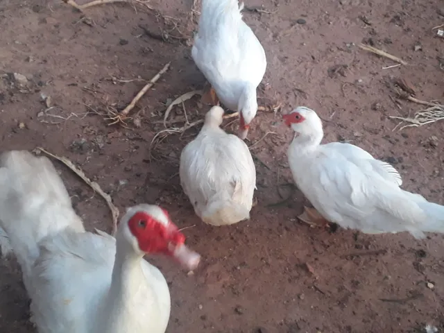 Patos