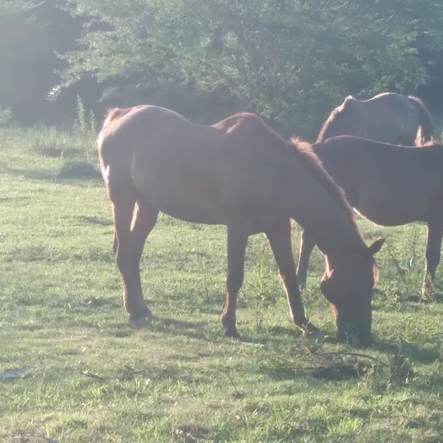 Cavalo crioulo macho com 18 anos de rodeio troco ou vendo