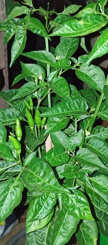 Vende plantas frutíferas 