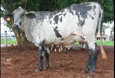 Vacas Leiteiras à Venda - Qualidade e Produção Garantidas