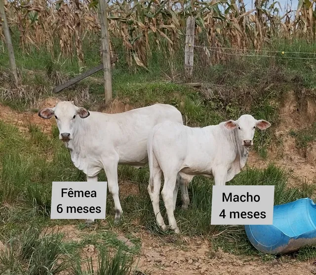 Bezerros Nelores