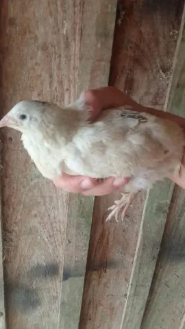 Vendo Ovos Galados de Codornas Gigantes 