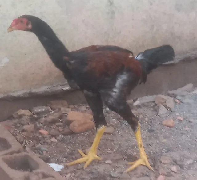 VENDO GALO CAIPIRA SÓ R$ 120.00