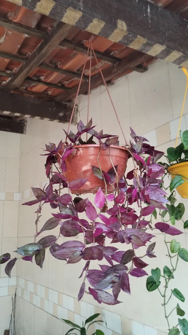 Plantas Penduradas
