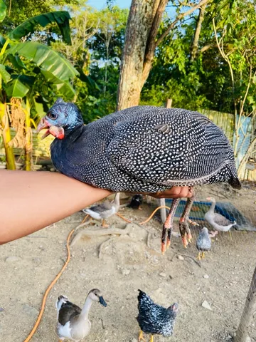 Macho Francesa Gigante 