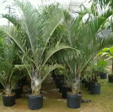 Palmeira triangular 