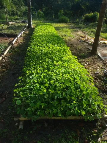 Mudas de Cerca Viva - Sansão do Campo e Eucalipto
