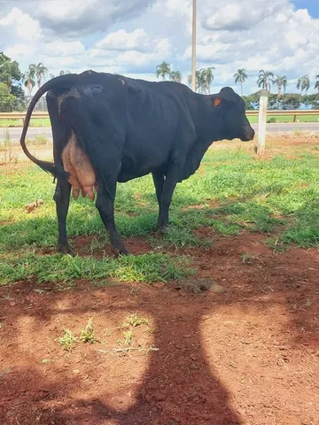vacas leiteiras