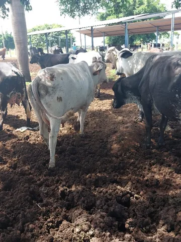 vacas leiteiras