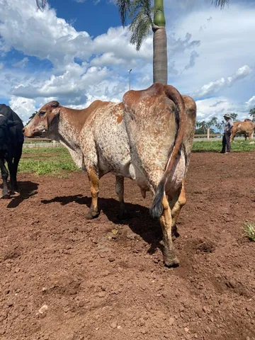 vacas leiteiras