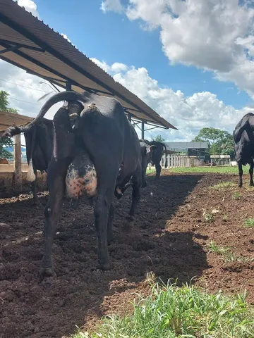 vacas leiteiras