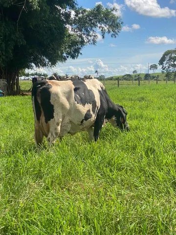vacas leiteiras