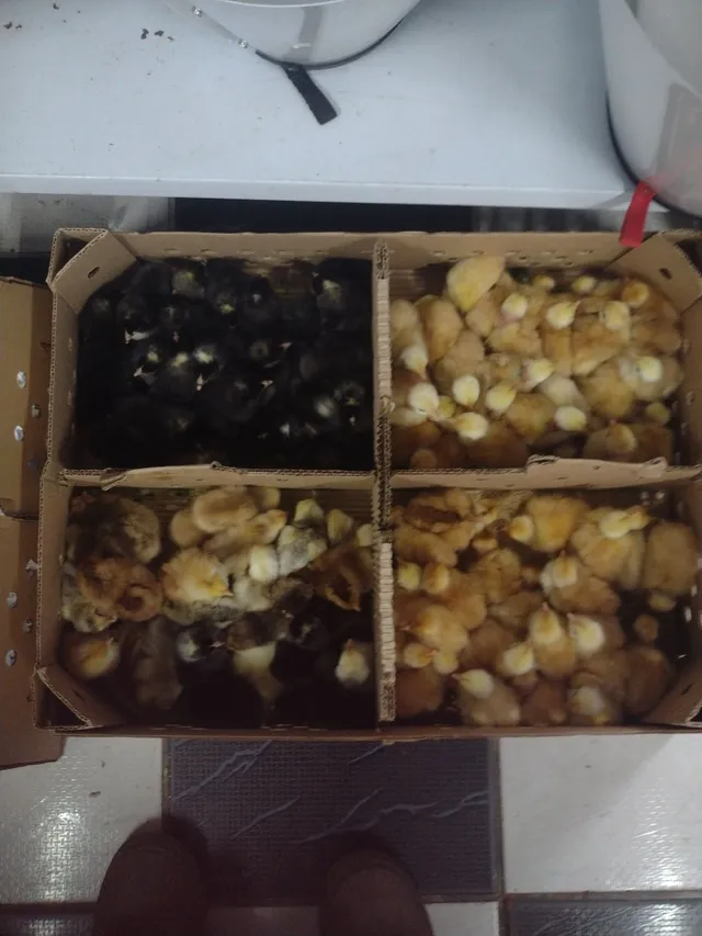 Chegou reposição pintos 