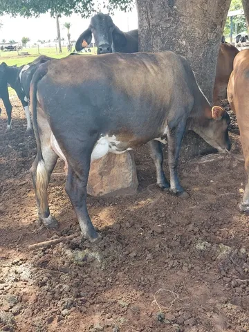 vacas leiteiras