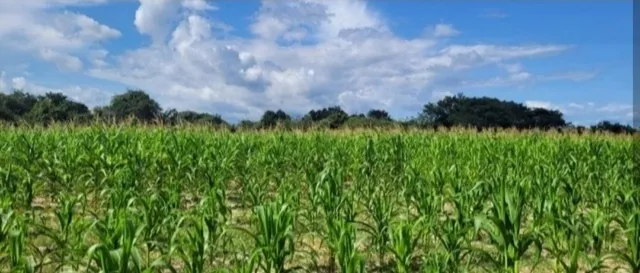 Análise de solo