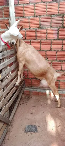Vende-se leite de cabra 