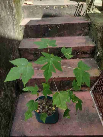 muda de mamão papaia 