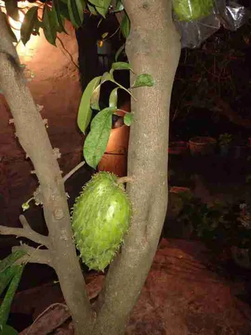 mudas de graviola 