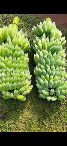 Mudas de banana prata Embrapa 