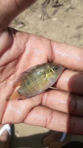 Peixe Acará Camaleão (Australoheros facetus)