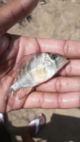 Peixe Acará Geophagus Brasiliensis 