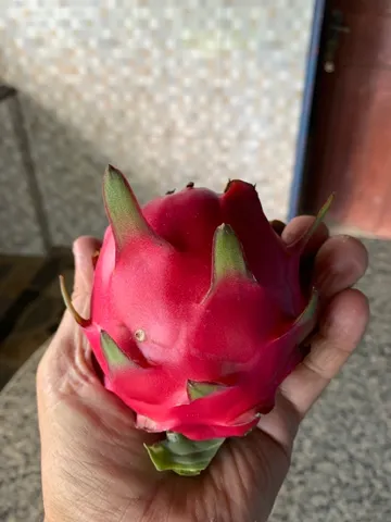 Vendo pitaya polpa vermelha