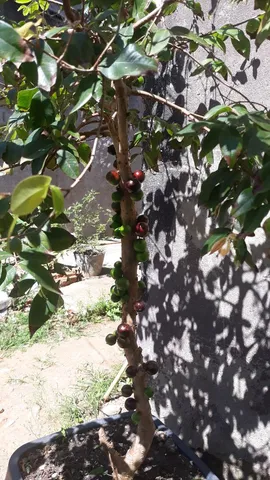 Jabuticaba 