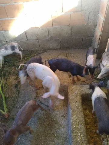 Porco 
