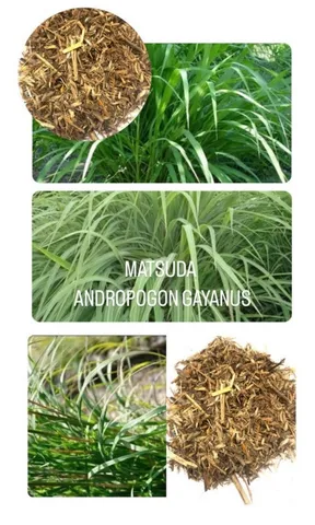 Capim Andropogon Gayanus Matsuda - 10kg De Sementes