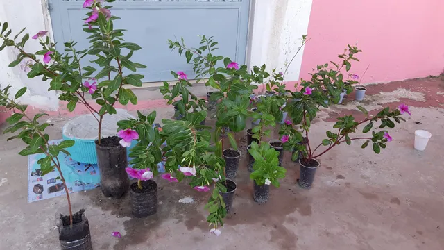 Procurando flores que podem ser usadas tanto em canteiros, como em vasos, ou pendentes?<br>