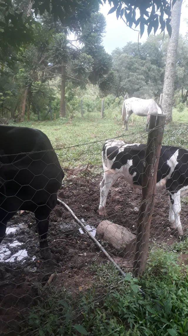 Vaca bezerro e égua 