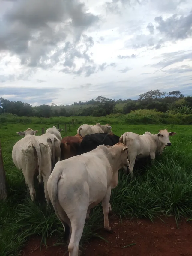 Vendo gado