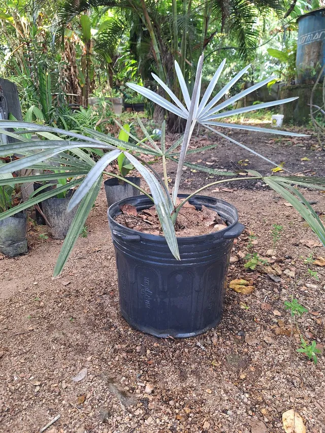 Palmeira azul