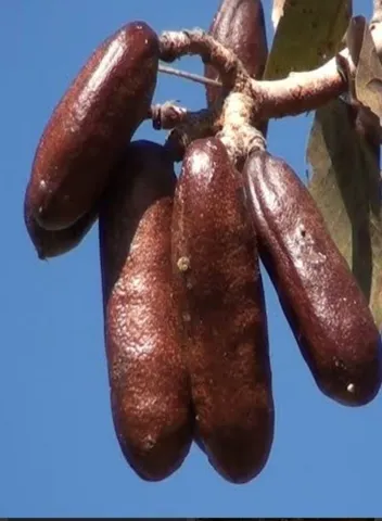 Jatoba, Farinha 100% polpa do fruto jatobá (100g)