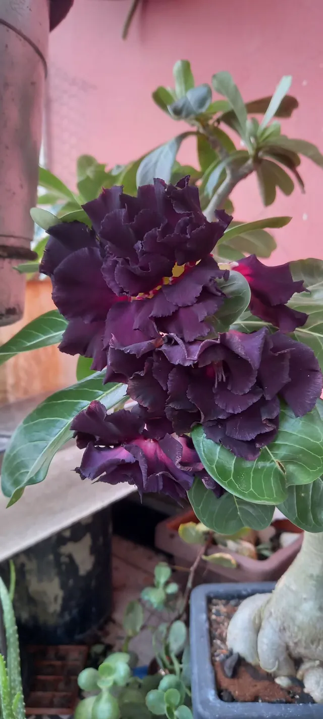 Rosa do deserto