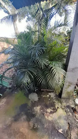 Planta Palmeira+Mudas 250 reais