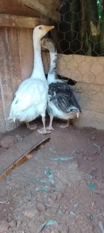 Casal de gansos e patos