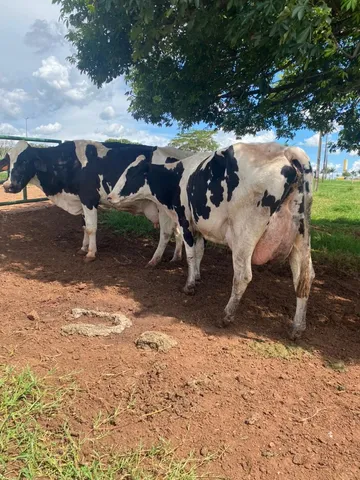 vacas leiteiras