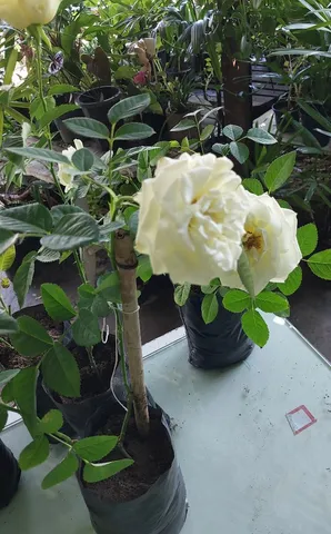 Roseiras 